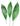 aspidistra-green