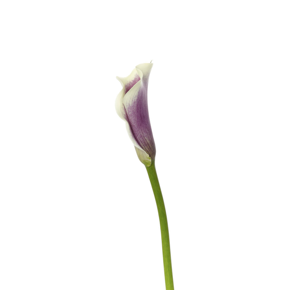 purple and white lily Calla Lily Mini, Purple / White – Charlotte Flower Market