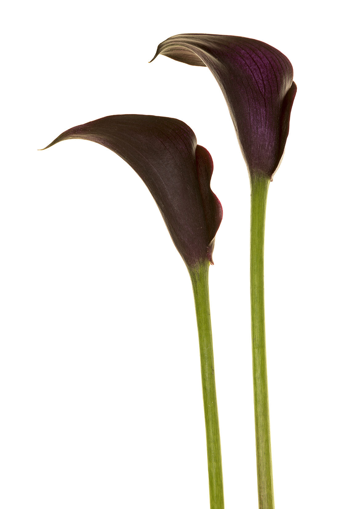 mini calla lily plant Calla Lily Mini, Black – Charlotte Flower Market
