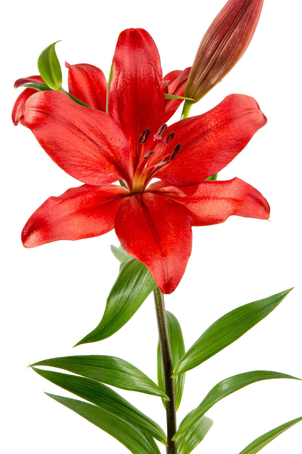 red lily flower pictures Asiatic Lily, Red – Charlotte Flower Market