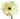 gerber_daisy-white