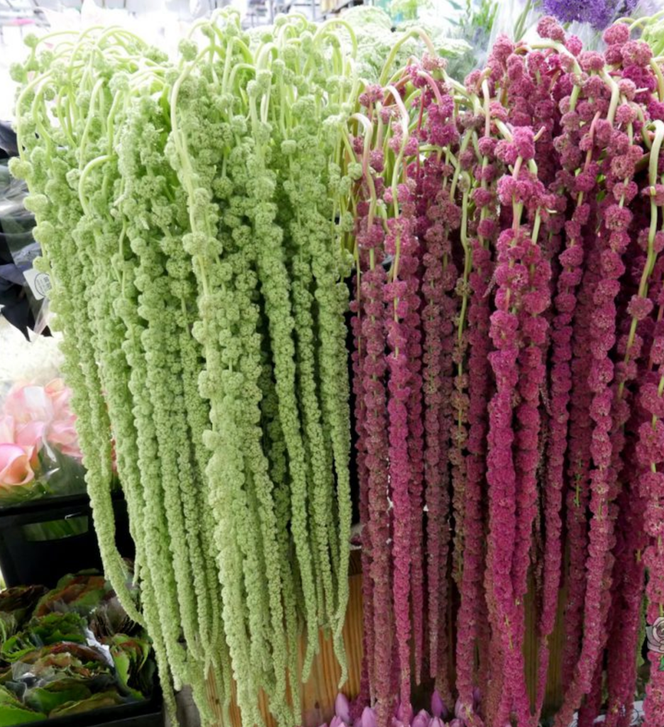 hanging amaranthus plant Amaranthus Hanging, Green – Charlotte Flower Market