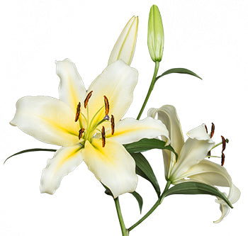 canter lily flower Concador Lily, Cream – Charlotte Flower Market