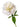 peony-white