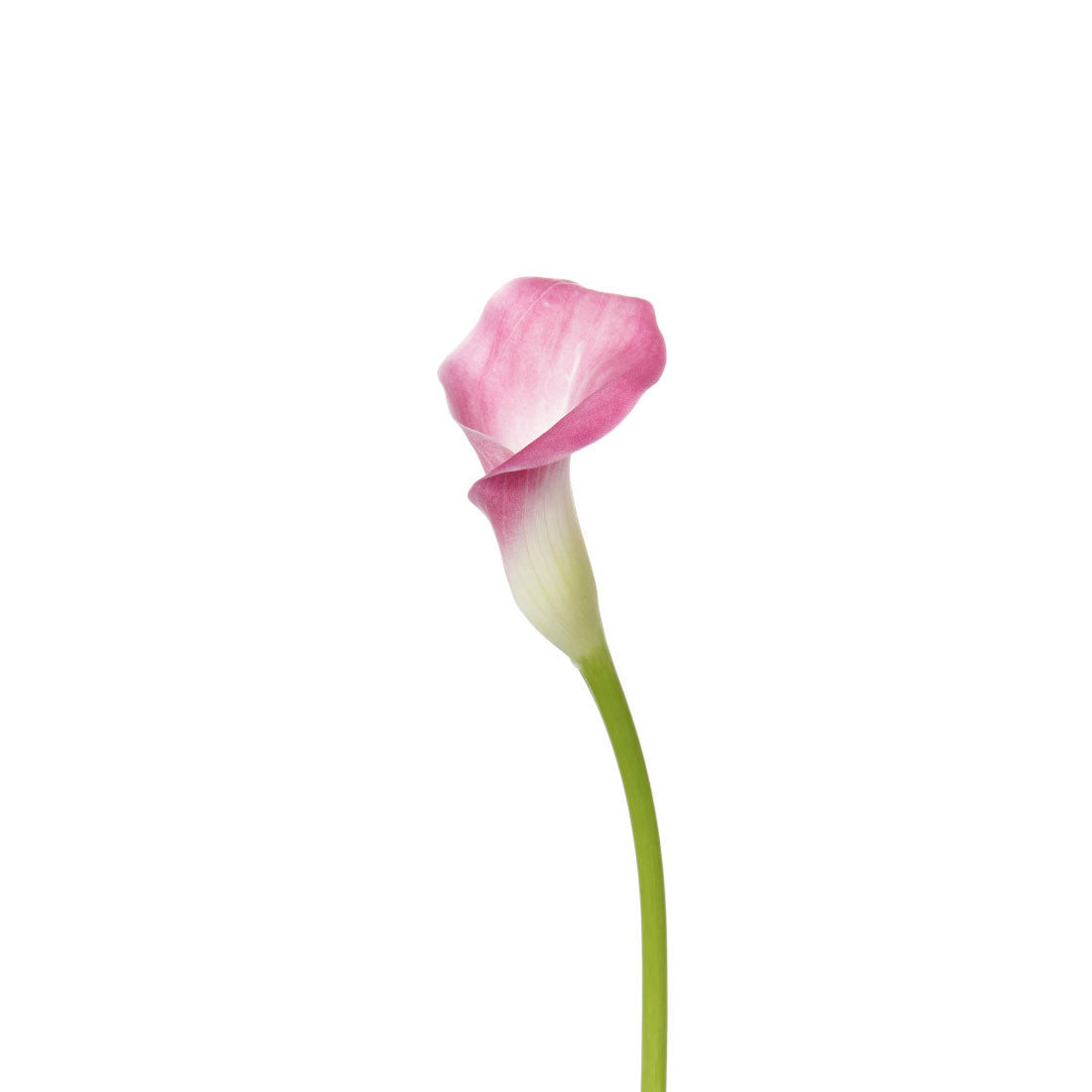 pink calla lily flower Calla Lily Mini, Light Pink – Charlotte Flower Market