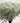 babys_breath-white-million_star