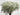 babys_breath-white-million_star