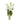 lisianthus-white-2