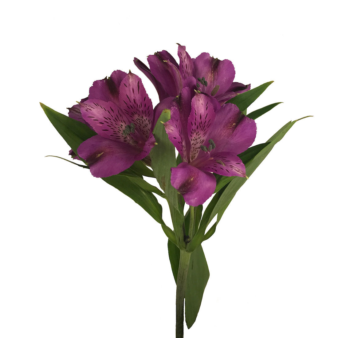 lavender alstroemeria flower Alstroemeria, Purple – Charlotte Flower Market