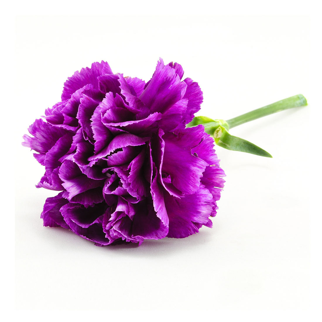 Barboteuse Charlotte ##2501 Fleurs Violettes