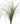 bear_grass
