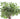 pittosporum