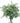 eucalyptus-seeded