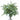 eucalyptus-seeded