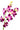 dendrobium_orchid-purple