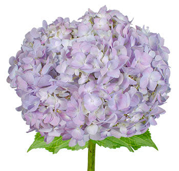 lavender hydrangea flower Hydrangea, Lavender – Charlotte Flower Market