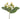 hypericum_berry-white