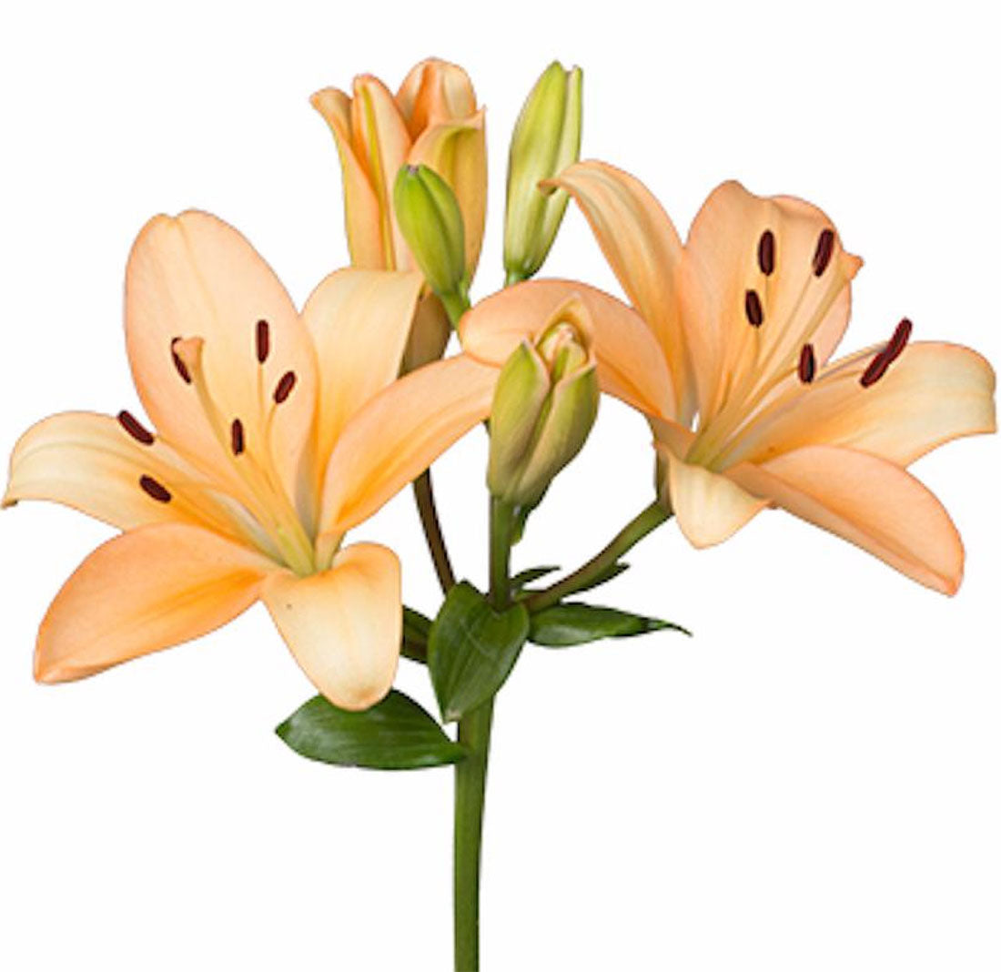 asiatic lily peach Asiatic Lily, Peach – Charlotte Flower Market
