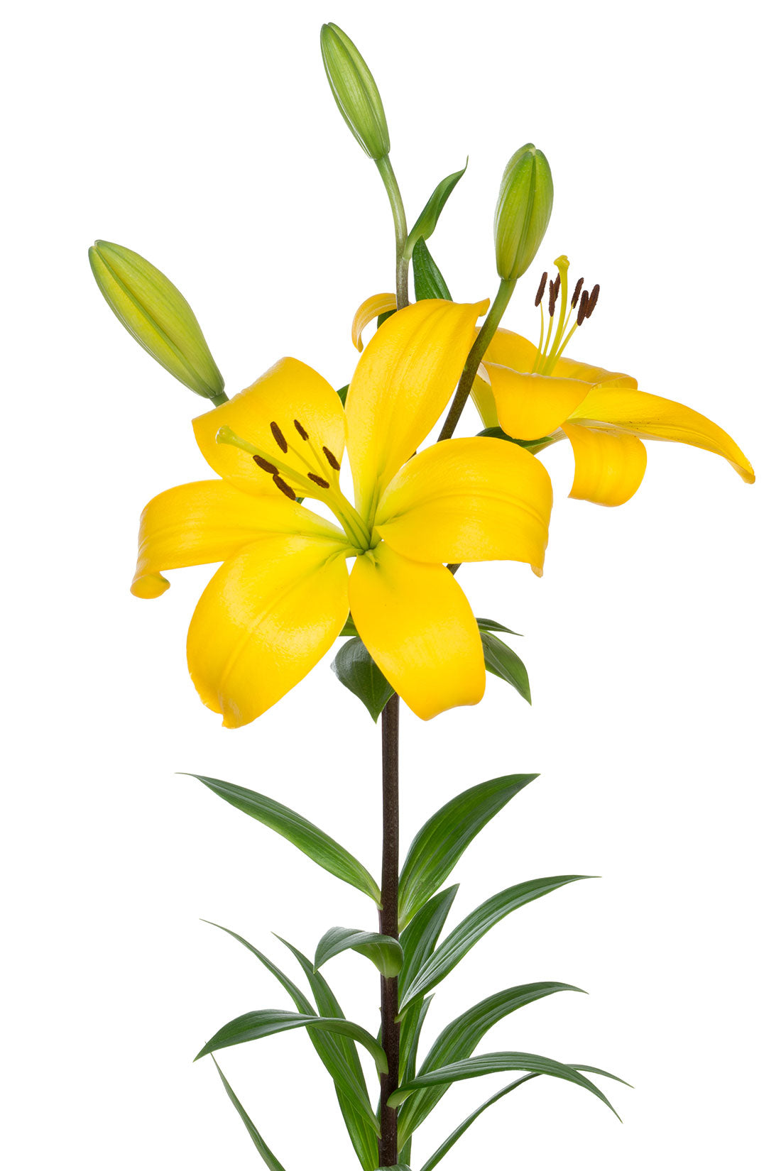 lily asiatic yellow Asiatic Lily, Yellow – Charlotte Flower Market