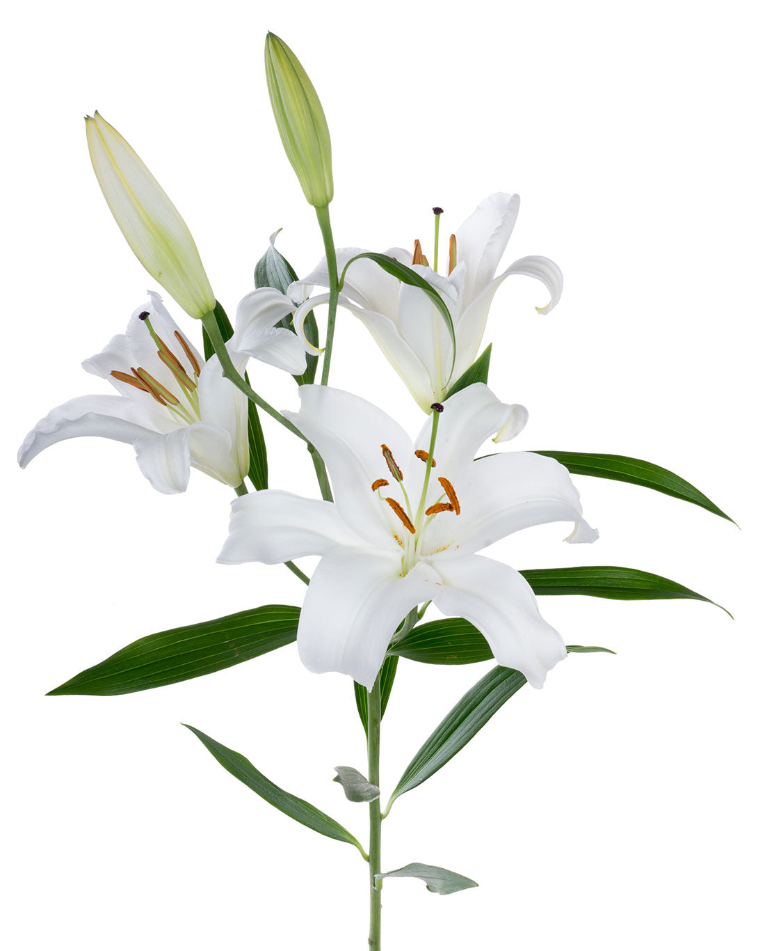 lily white background Oriental Lily, White – Charlotte Flower Market