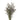 limonium-purple