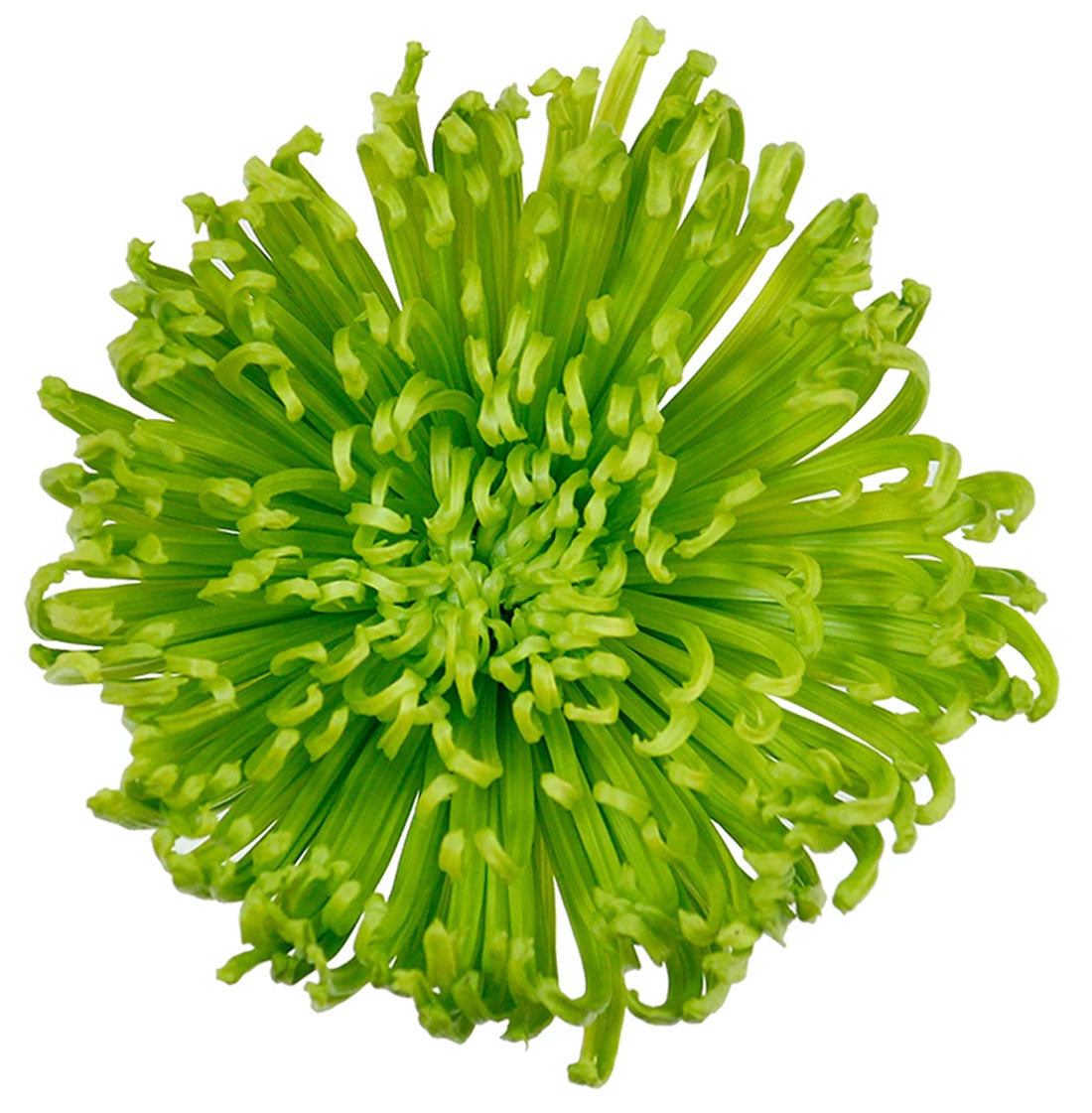 spider mum plant Fuji Spider Mum, Green – Charlotte Flower Market