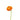 ranunculus-orange