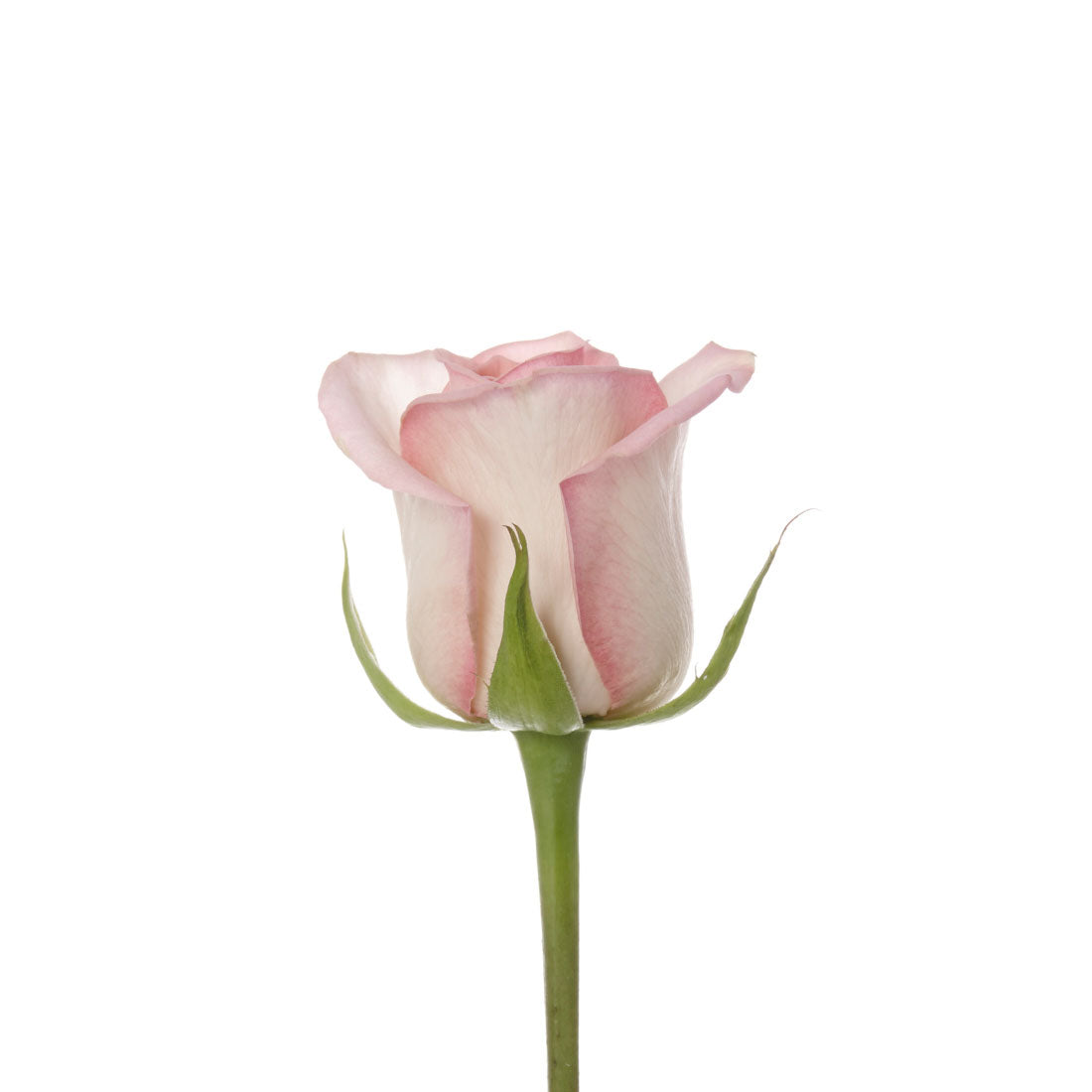 Carnation, Light Pink – Lovingly Charlotte Flower Market
