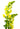 snapdragon-yellow