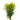 solidago-yellow