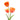 tulip-orange