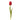 tulip-red