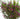 waxflower-purple