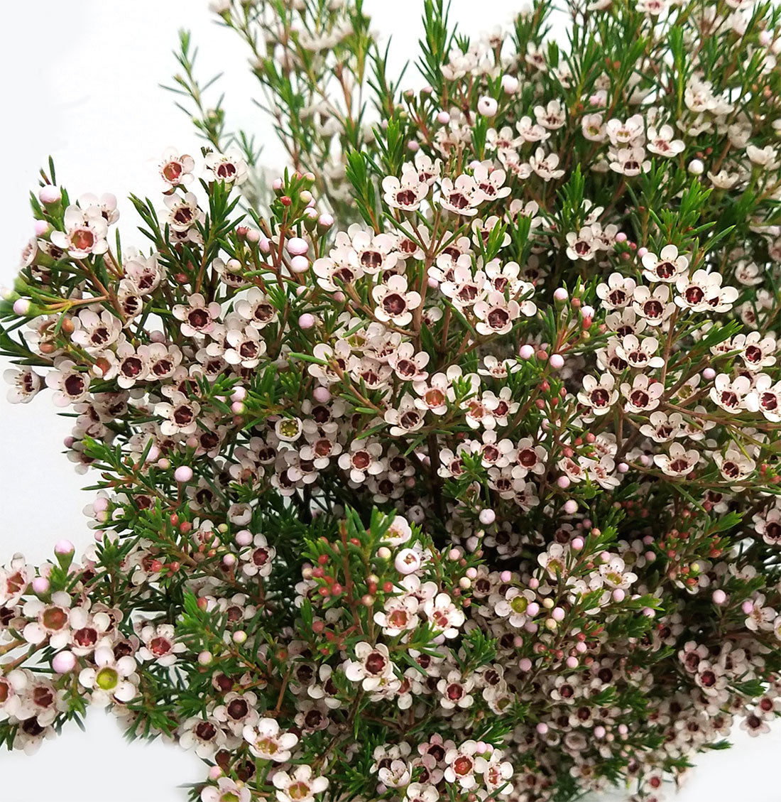 White Waxflower - Florabundance Wholesale Flowers