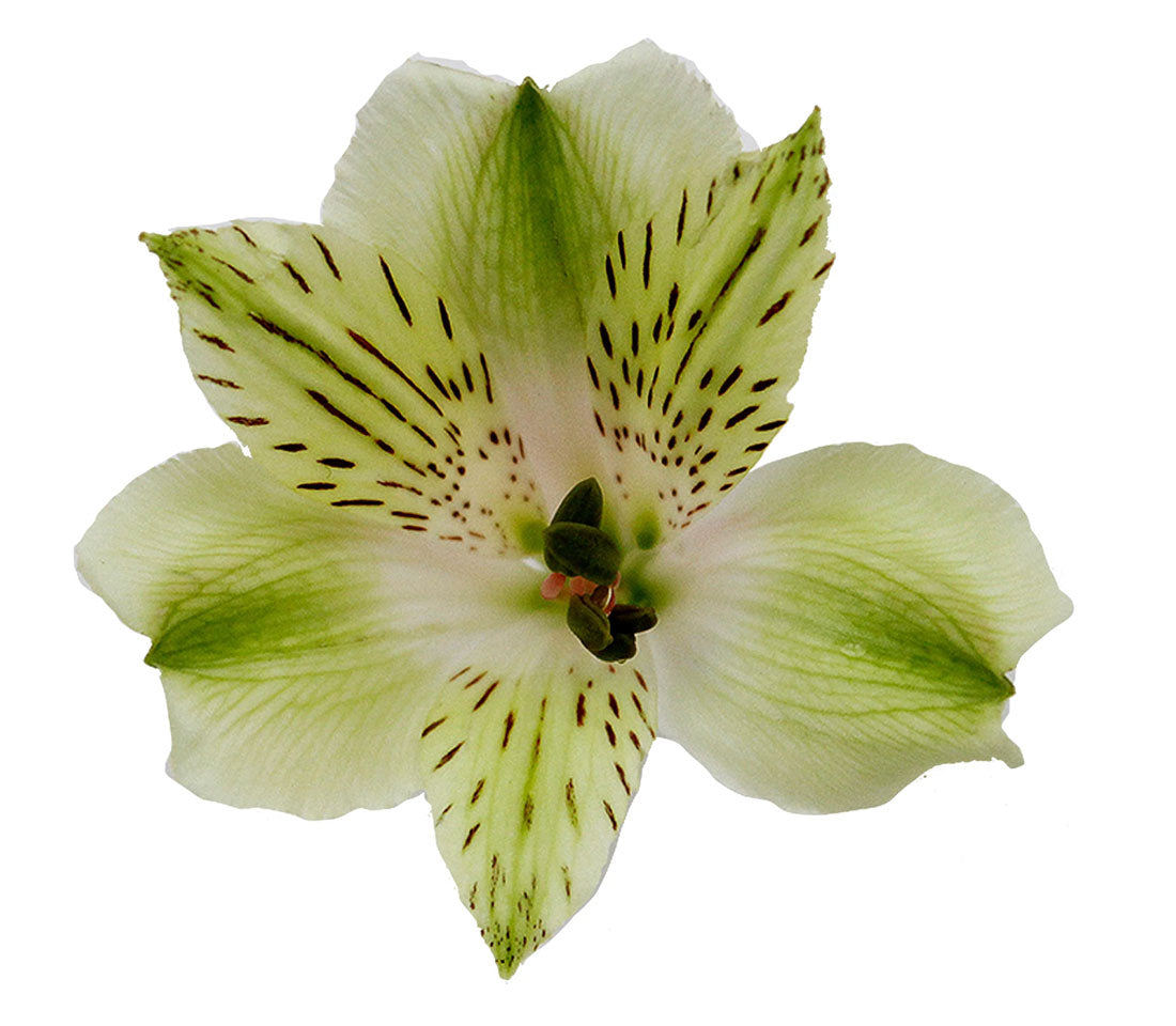 alstroemeria flower seeds Alstroemeria, Green – Charlotte Flower Market