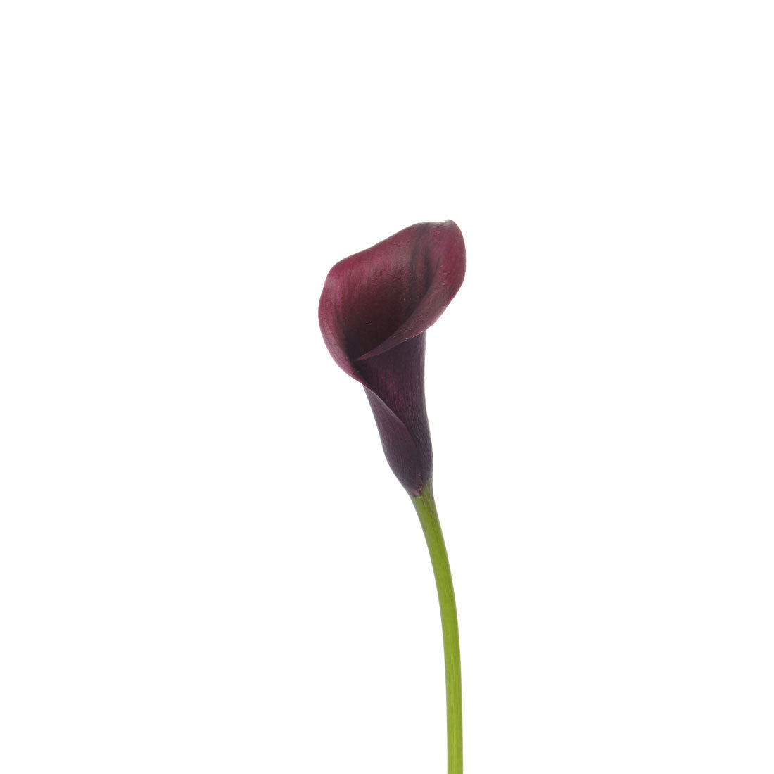 burgundy calla lily plant Calla Lily Mini, Burgundy – Charlotte Flower Market