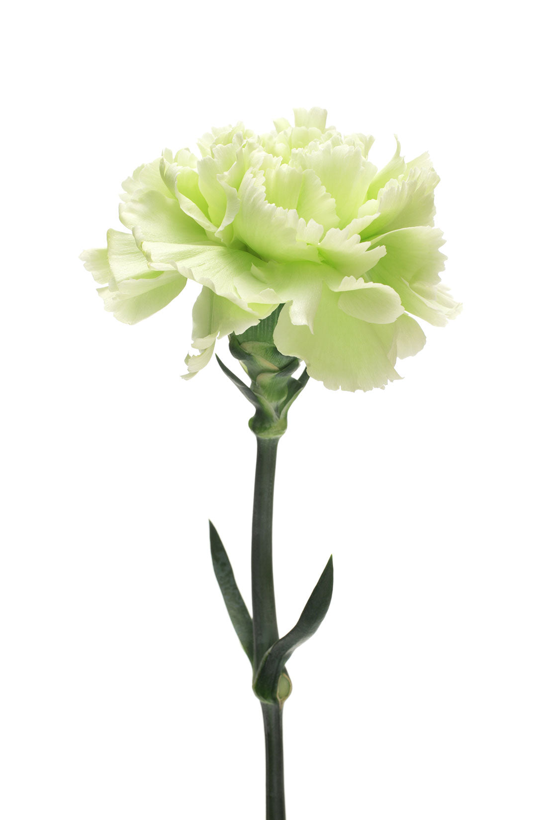 Carnations - Flowers - Featured Content - Lovingly