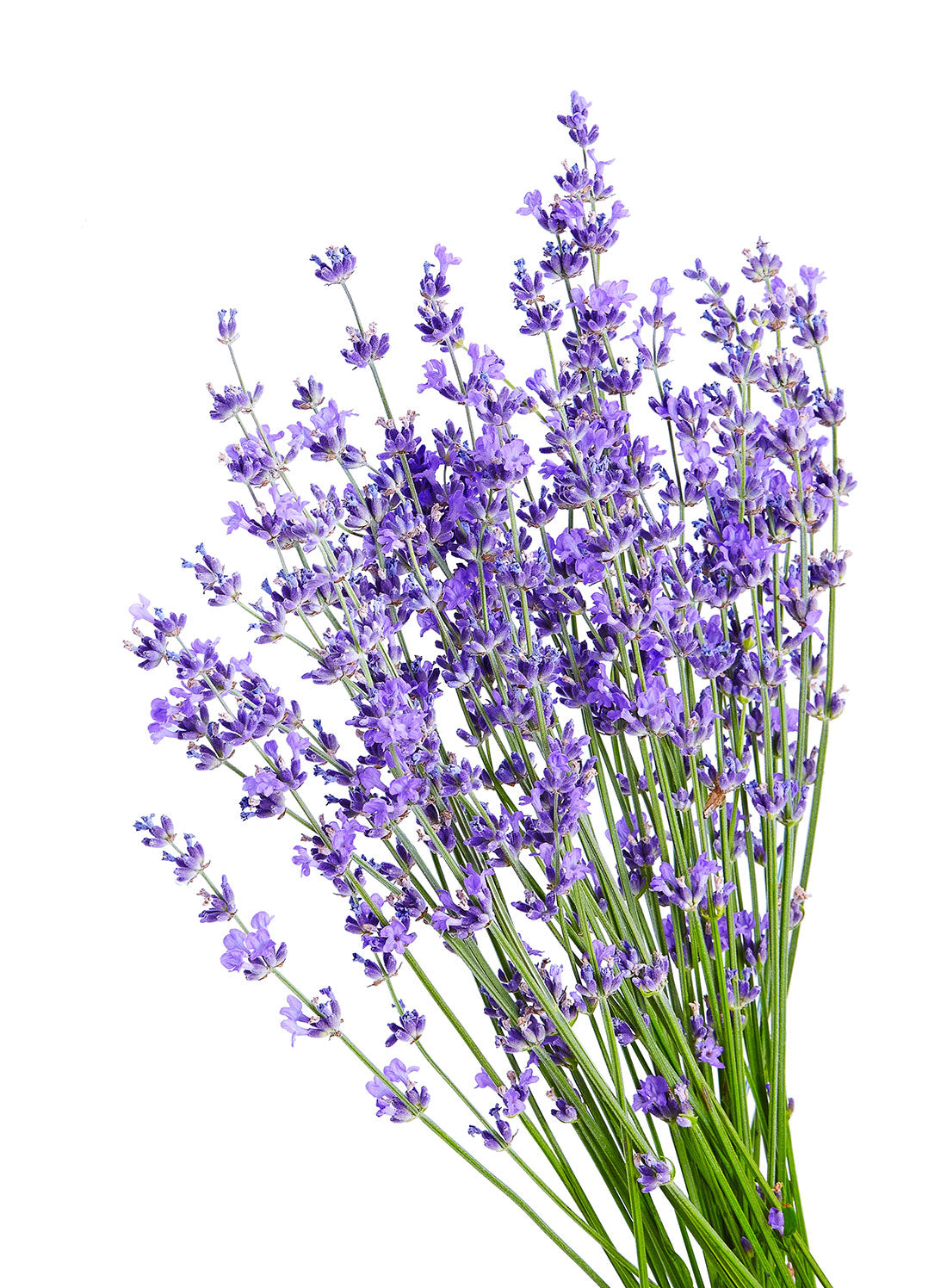 fresh lavender flower Fresh Lavender – Charlotte Flower Market
