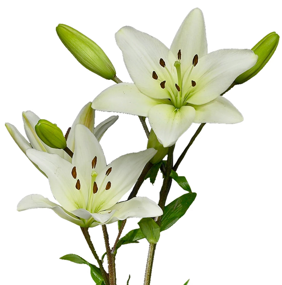 lily white lily Asiatic Lily, White – Charlotte Flower Market