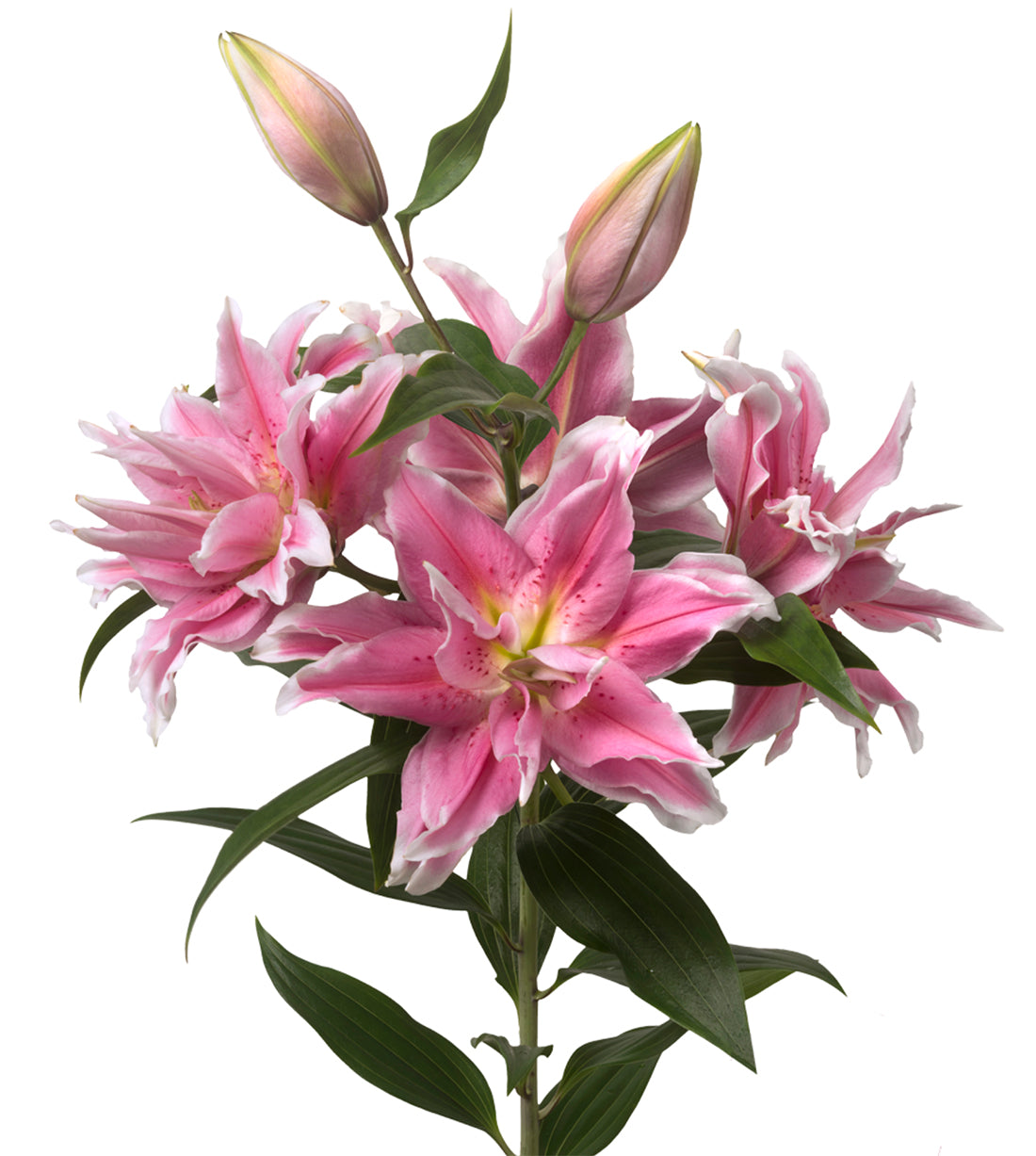 double lily flower Lily Double Surprise, Pink – Charlotte Flower Market