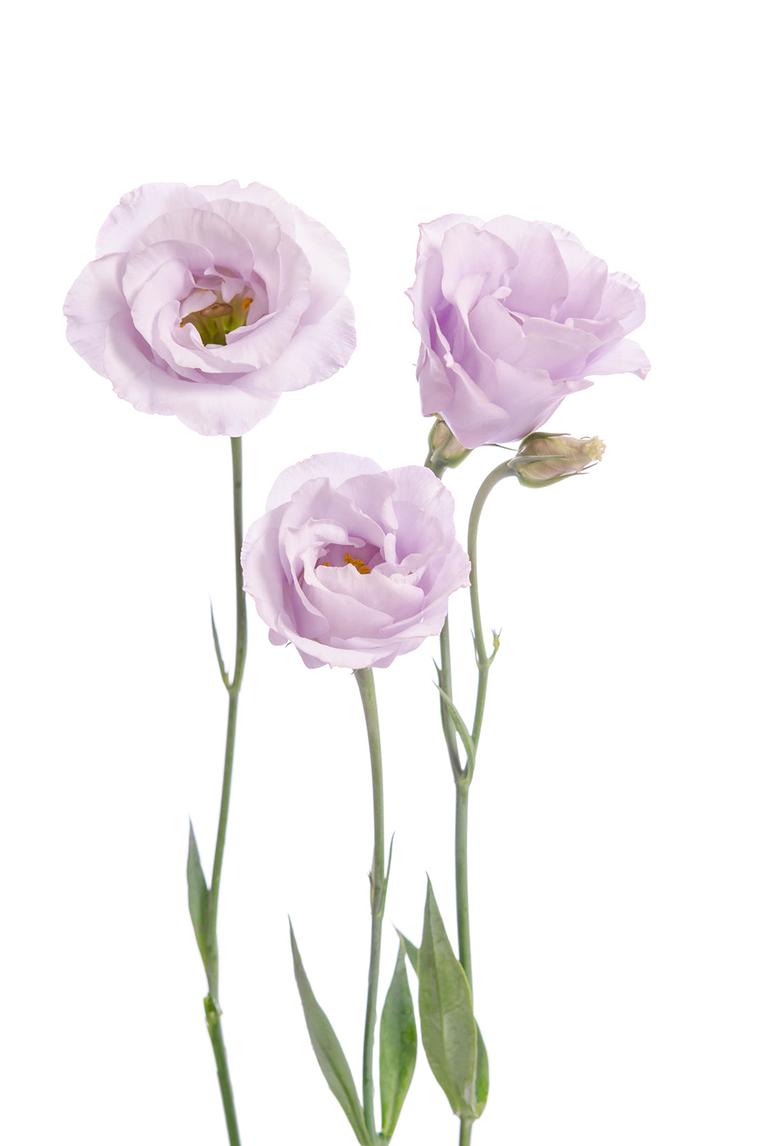 lavender lisianthus flower Lisianthus, Lavender – Charlotte Flower Market