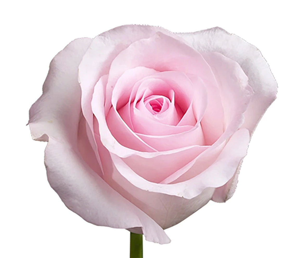 voelen heel fijn Gevoel Rose, Light Pink Sweet Akito – Charlotte Flower Market