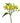 alstroemeria-yellow-shakira