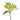 alstroemeria-yellow-shakira