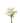 rose-white-escimo-2