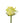 rose-yellow-stardust-1