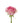 rose-pink-sweet_unique-2
