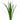 lily_grass