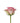 rose-pink-sweet_unique-1