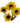 viking_daisy-yellow